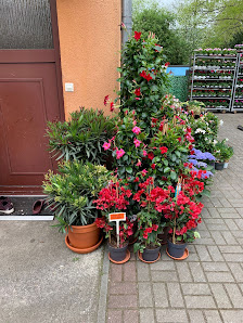 Blumen Pflanzen Tran