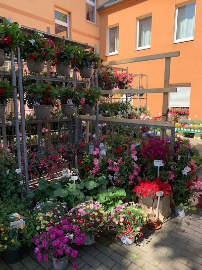 Blumen Pflanzen Tran