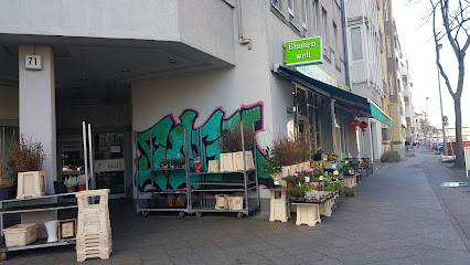 Kilinc Syfi Blumen Welt