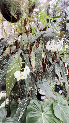 Jungle Leaves