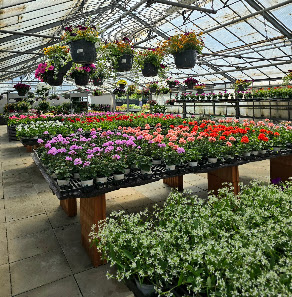 Blumen-Eckardt GmbH & Co. KG