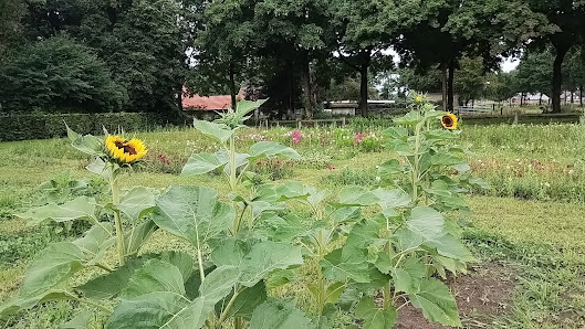 Blumen selbstpflücken