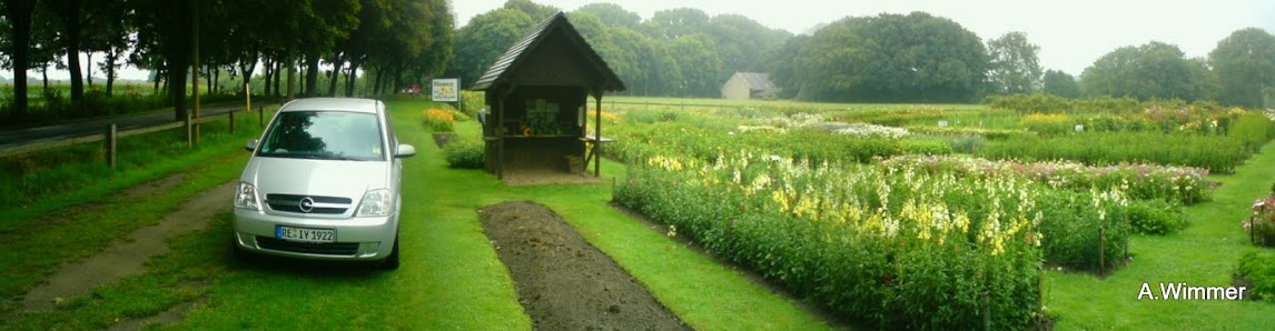 Blumen selbstpflücken