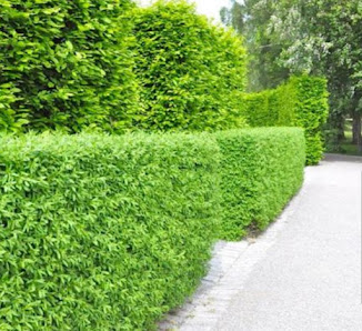 Garten pflege & Gestaltung F.Gashi