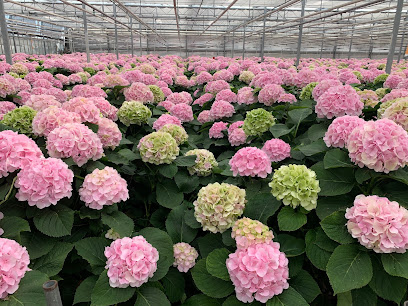 Blumen-Großhändler in Braunschweig-Veltenhof-Rühme