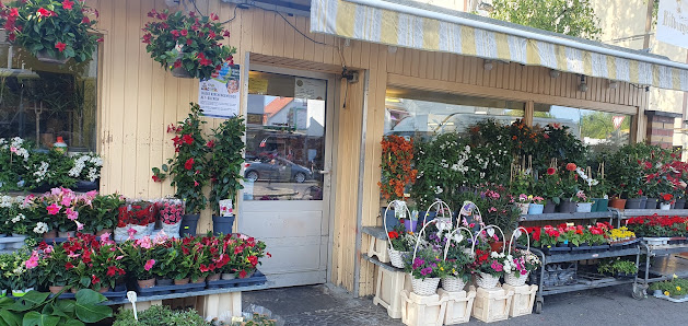 Blumen und Grünplanzen
