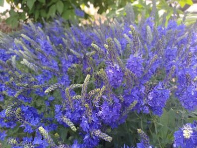 Gartendesign Minter | Gartengestaltung und Pflanzplanung
