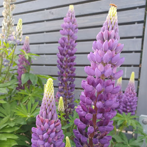 Gartendesign Minter | Gartengestaltung und Pflanzplanung