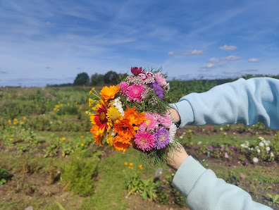 Blumen zum selber pflücken