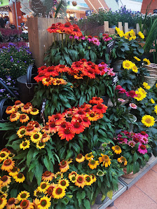 BLUME2000 Kiel Citti-Park