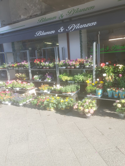 Blumen und Pflanzen