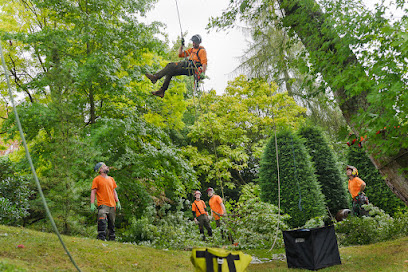 Baumpflegedienst in Passade