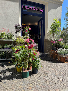 Roses & Rosé