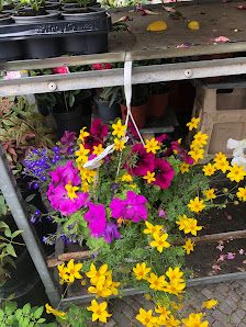 Blumen-Dörrfeld