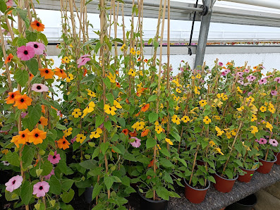 Blumenhaus Bechtold