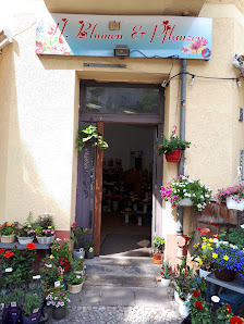 H. Blumen- und Pflanzengeschäft