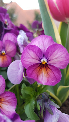 Gartenfachbetrieb Andreas Axt