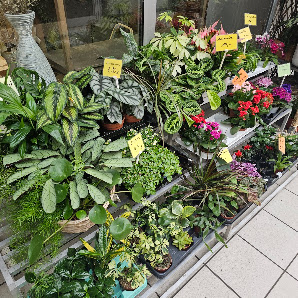 Blumenparadies Krause (Blumen-Floristik-Kranzbinderei Wigbert Krause)