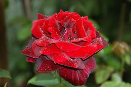 Rosen-Wald