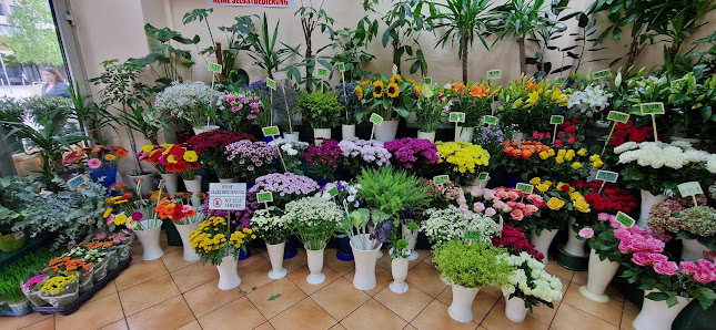 Blumen Melek