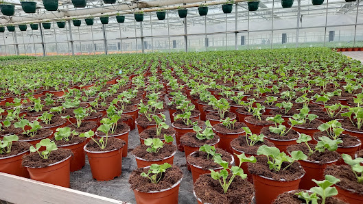 Gärtnerei und Gartengestaltung Bruchmüller