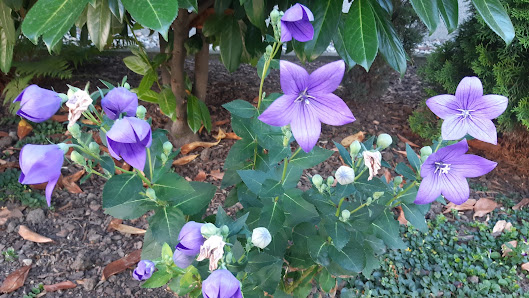 Blumen-Bamme
