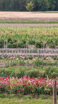 Frische Blumen zum Selberpflücken