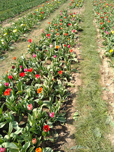 Frische Blumen zum Selberpflücken