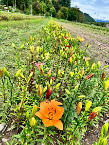 Blumen selbst schneiden (Blumen Bär)