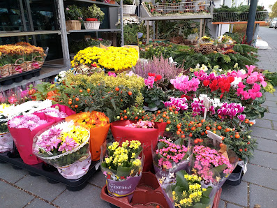 Blumen & Pflanzen Maiglöckchen