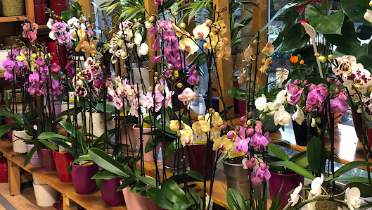 Blumen Eck - Lichtenrade