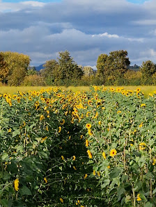 Blumen zum selbstschneiden