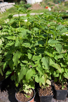 DEMETER Gärtnerei Kräutergarten Urban GbR