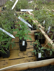 DEMETER Gärtnerei Kräutergarten Urban GbR