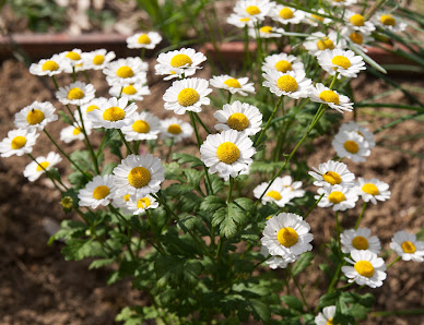 DEMETER Gärtnerei Kräutergarten Urban GbR