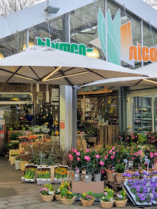 Blumen Nicolaye