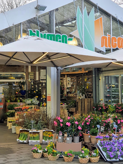 Blumen Nicolaye