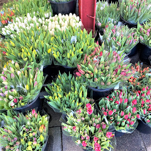Blumen de Clercq GmbH