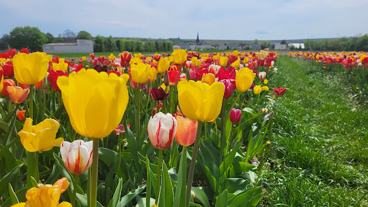 Blumen selbst schneiden / blumen_by_berges