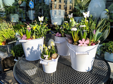 Georg Bogdantschik Floristik Am Bebelplatz