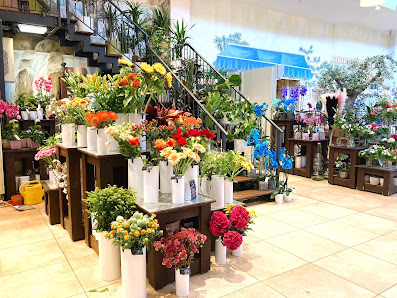 Blumen Edelweiß Kassel