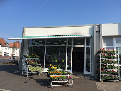 Blumen Edelweiß Kassel