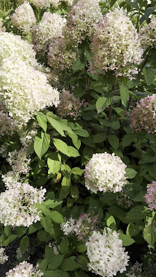 Hortensien-Naturpark Erbsmühle GbR