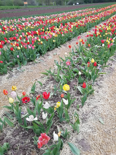 Blumengeschäft in Kassel