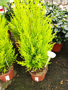 Blumen Femers GmbH & Co. KG