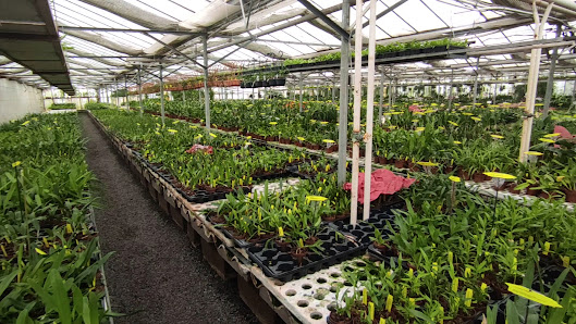 Orchideen Lucke, Inh. Jörg Frehsonke