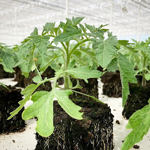 Bio Jungpflanzen Wunderlich