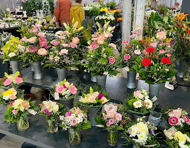 Blumen Edelweiß Erfurt Thüringenpark Nord