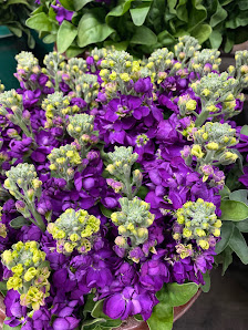 Blumen Heinen