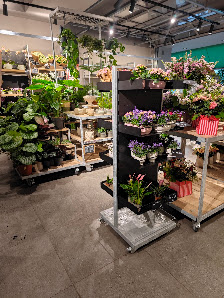 BLUME2000 Markthalle Krefeld